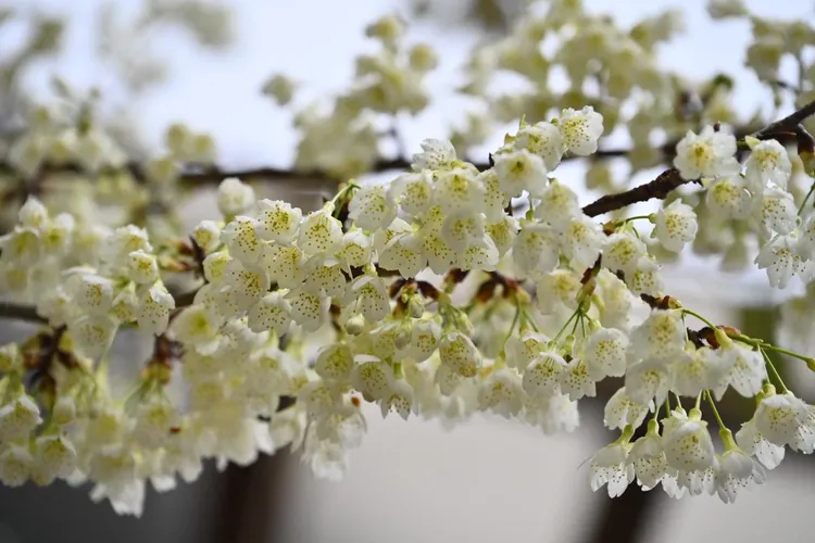 武陵農場白色山櫻花多了清新與高雅。翻攝武陵農場臉書
