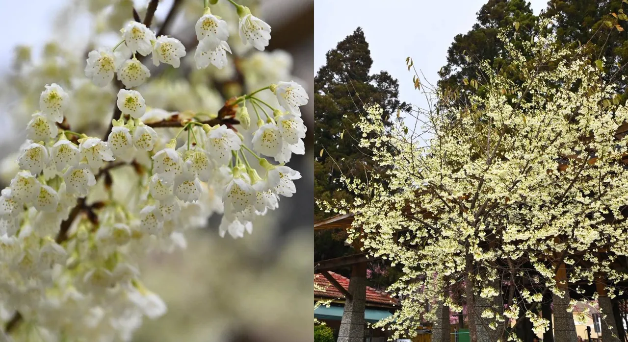 不只粉紅大軍！武陵農場「白櫻花」也綻放　猶如春之雪