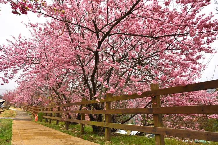 武陵農場櫻花祭開跑中。翻攝武陵農場臉書