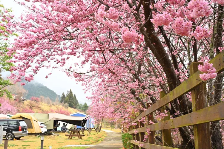 武陵農場櫻花正綻放中。翻攝武陵農場臉書