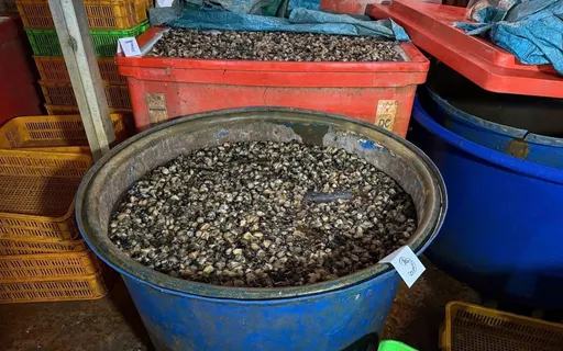 熱炒螺肉好Q彈！全都泡「工業溶劑」　3千公噸流入市面