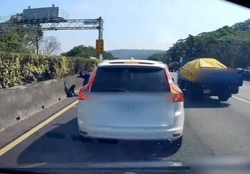 太誇張！車停國道內側車道抓流浪狗　警：還是交由專業處理較妥當