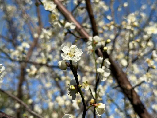 立春來臨4生肖注意健康　最好早點睡幫助排毒