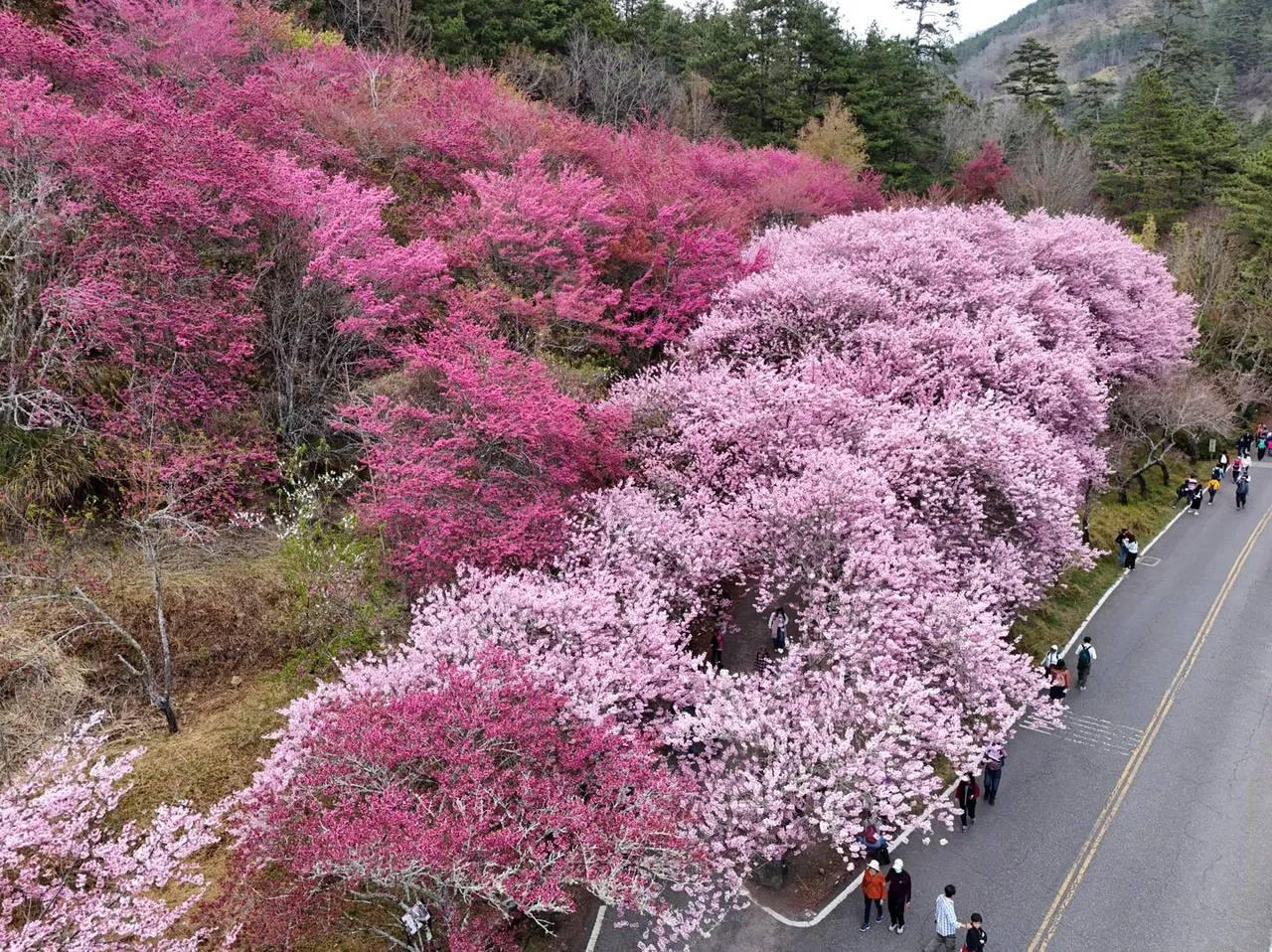 武陵農場櫻花美不勝收。翻攝武陵農場臉書