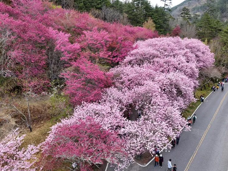 武陵農場櫻花美不勝收。翻攝武陵農場臉書