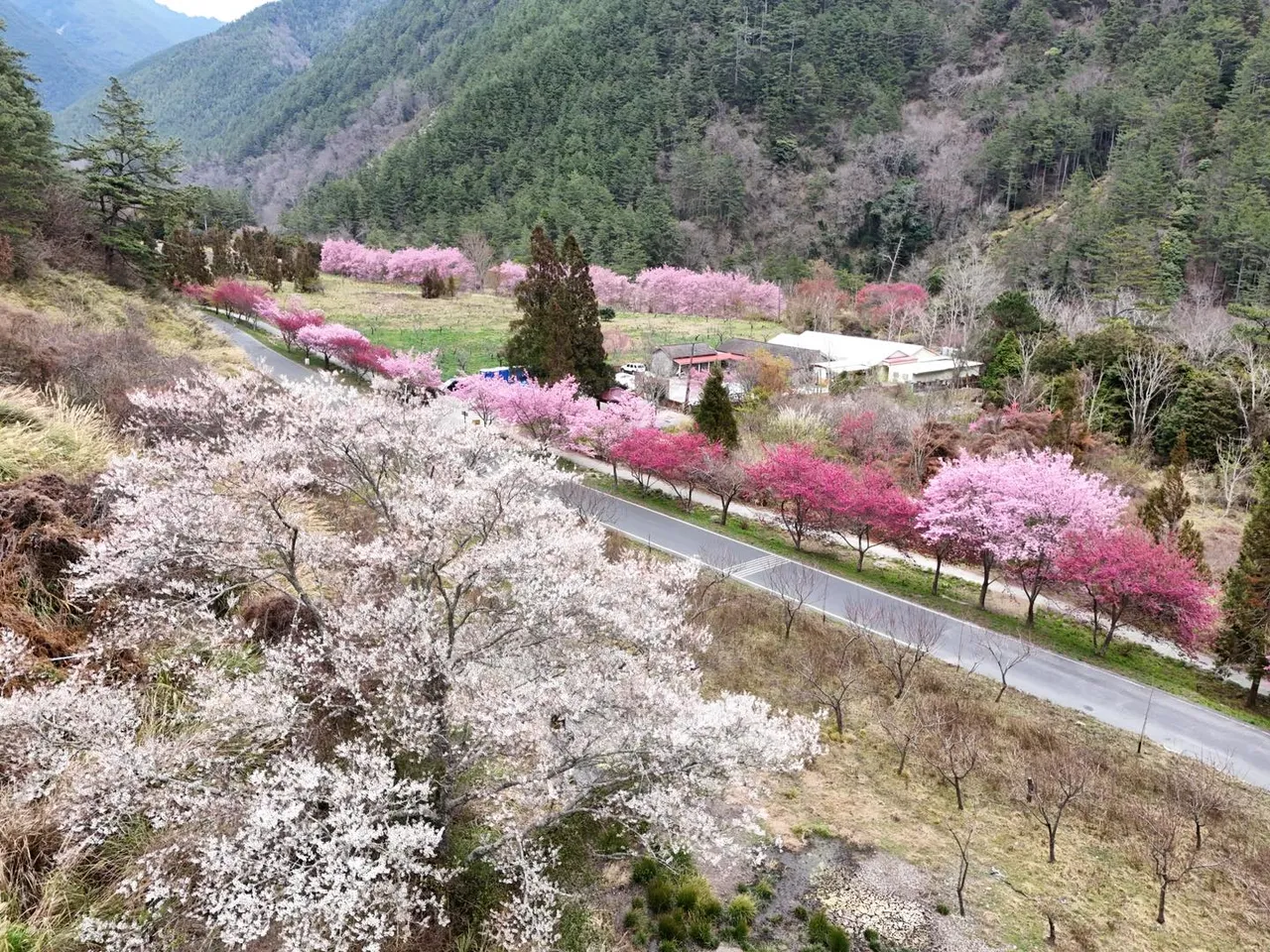 武陵農場擁有不同品種和顏色的櫻花。翻攝武陵農場臉書