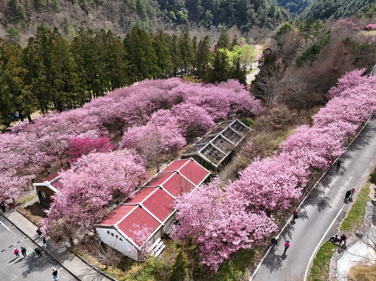 上帝視角!武陵農場櫻花如「粉紅地毯」 空拍畫面超壯觀