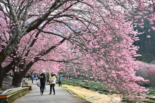 今南部日夜溫差16℃　明起熱逼30℃！這天起「一日多變」要注意