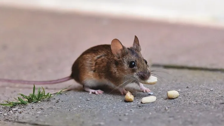 初三是老鼠娶親的好日子，可在家中廚房放一些米，老鼠飽足就不會來加害人。翻攝Pixabay