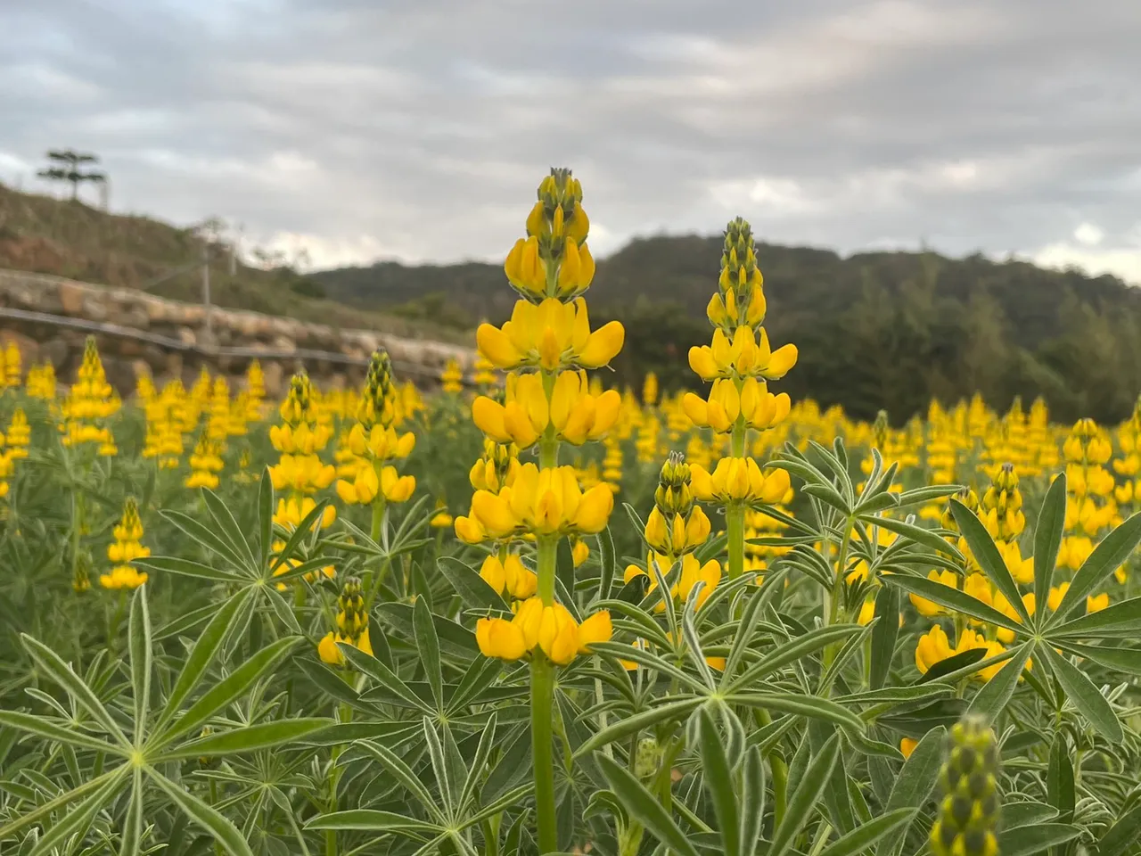 魯冰花。農業局提供