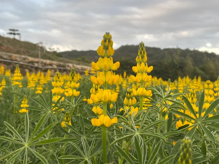 魯冰花。農業局提供