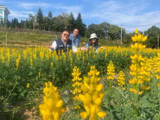 浪漫黃金花海閃耀大北坑　桃園魯冰花季明天登場