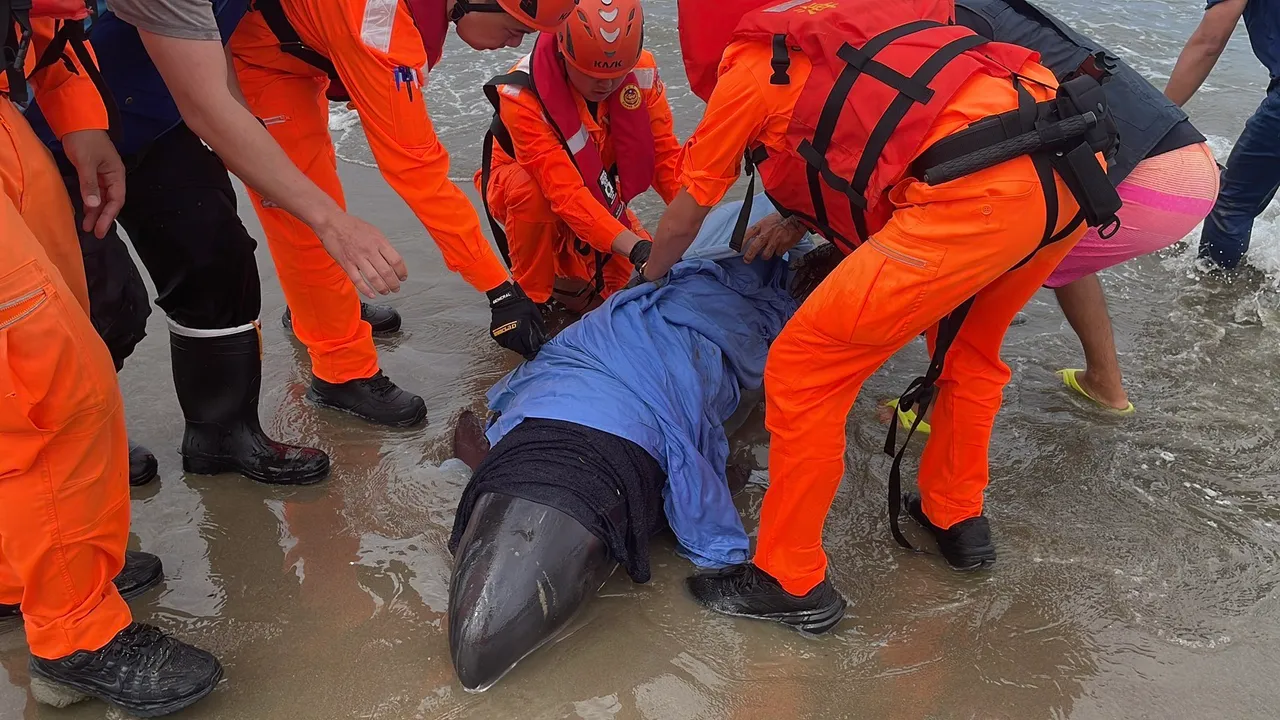 屏東車城海邊驚見小虎鯨集體擱淺，海巡人員搶救中。翻攝畫面