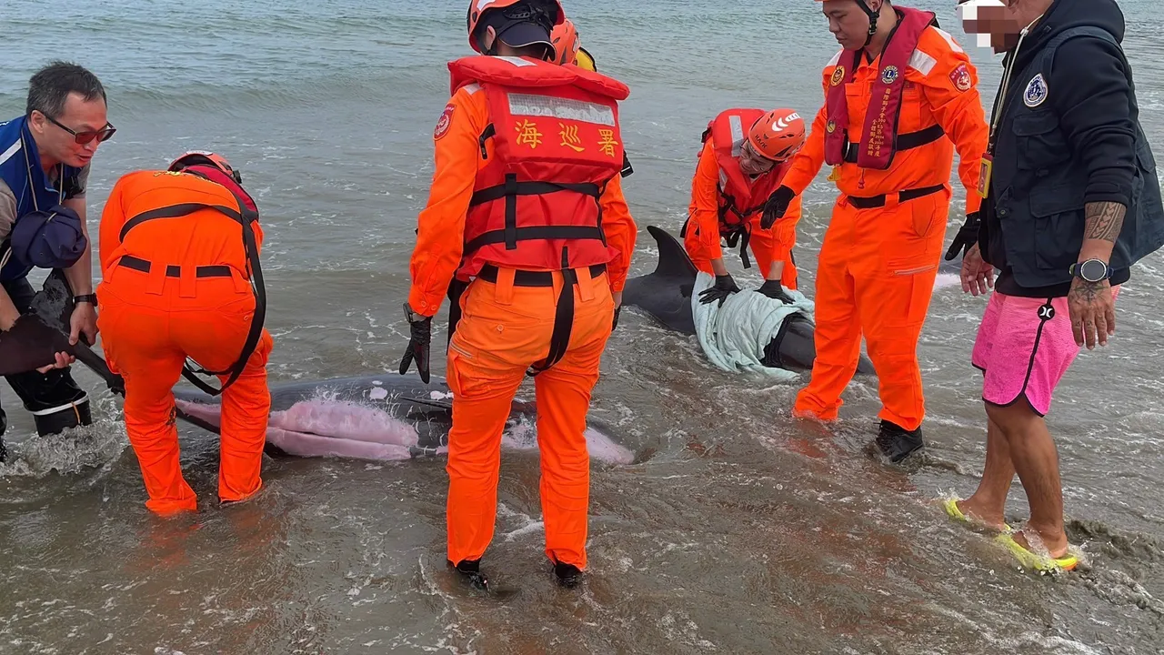 屏東車城海邊驚見小虎鯨集體擱淺，海巡人員搶救中。翻攝畫面