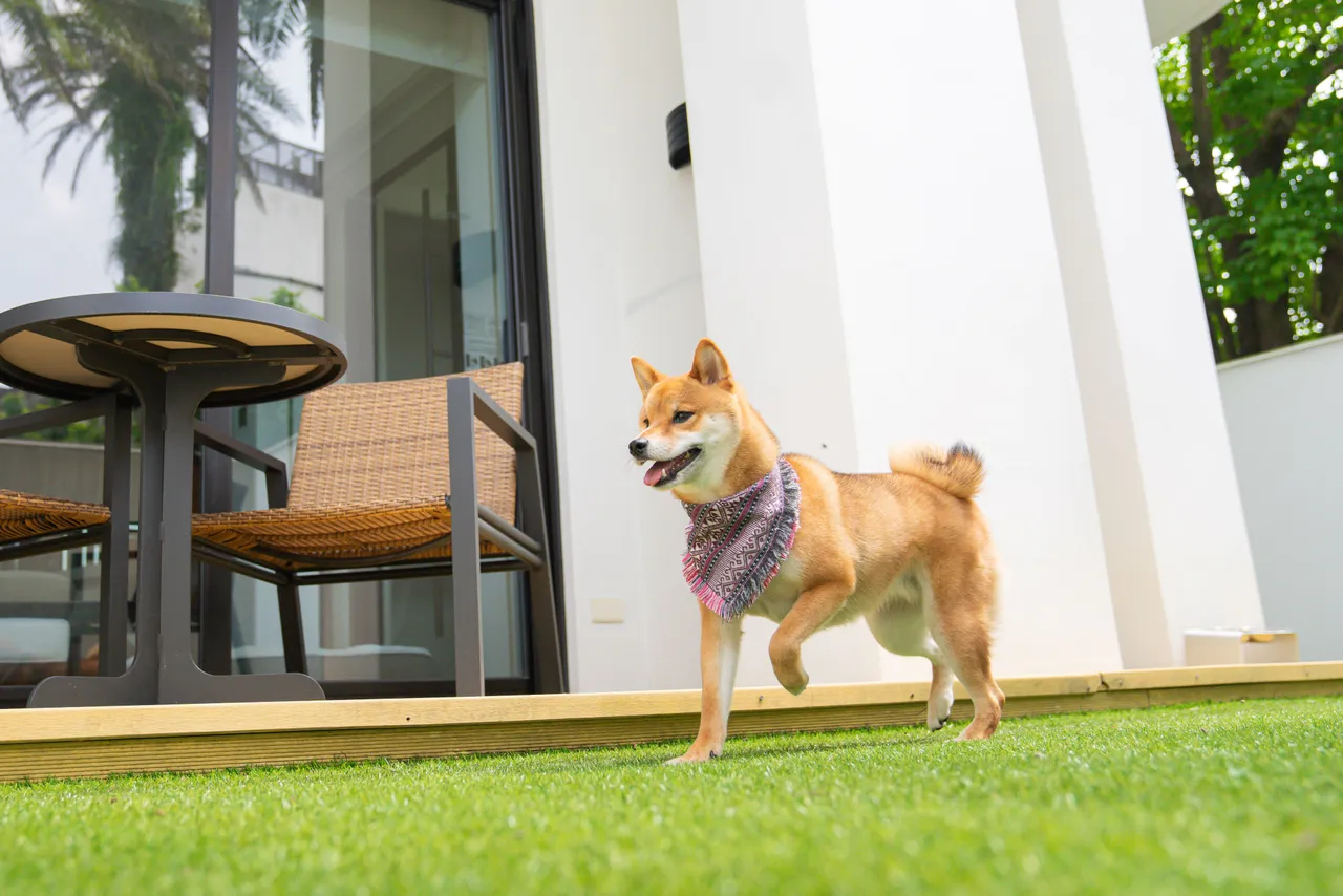 緊鄰毛孩樂園的毛孩友善房型擁有陽光充足的私人戶外活動空間。大溪笠復威斯汀提供