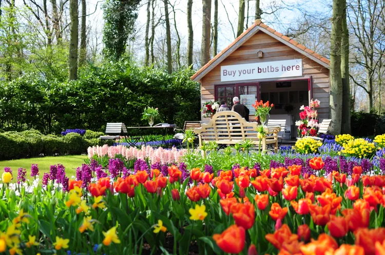 荷蘭庫肯霍夫花園鬱金香。業者提供