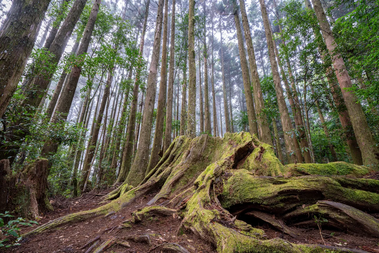 野馬瞰山步道。新竹縣府提供