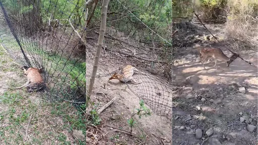 500公尺就躺20具遺體！墾丁牧場遭爆成「梅花鹿墳場」