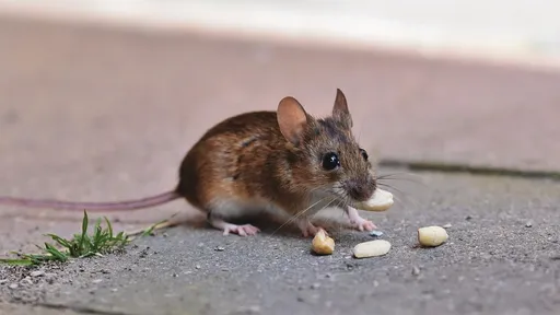 漢他病毒無治療藥物　醫警告「一開始像感冒」！數小時致命