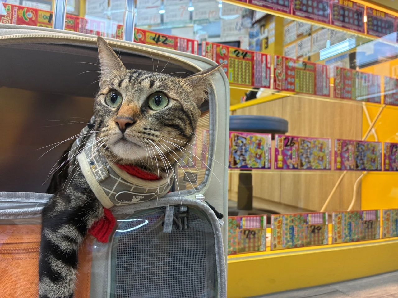 嬤孫遛貓刮中百萬!台灣彩券曝「招財貓」助攻刮刮樂中大獎