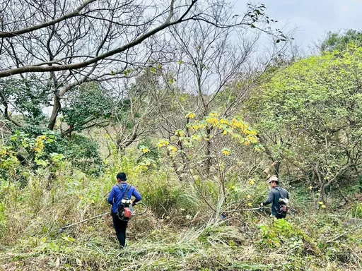 竹市府提前啟動公墓除草作業！清明祭祖更安心　贈小盆栽鼓勵分流掃墓
