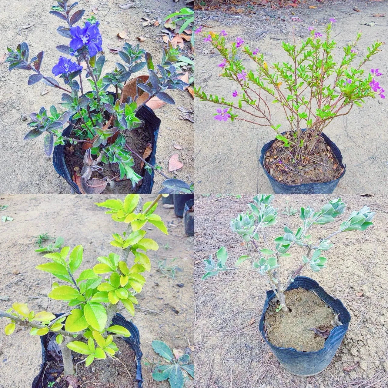 市府贈小盆栽鼓勵分流掃墓。新竹市府提供