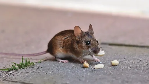 基隆餐飲店「冷氣掉下2隻老鼠」　衛生局稽查結果出爐