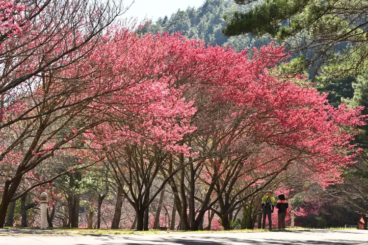 春天的腳步近了!武陵農場桃花莊前的櫻花「初綻」已換上粉色新裝。翻攝武陵農場粉專