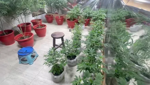 拚千萬「植栽」副業！車行老闆帶員工種逾800株大麻　新北警逮4人羈押禁見