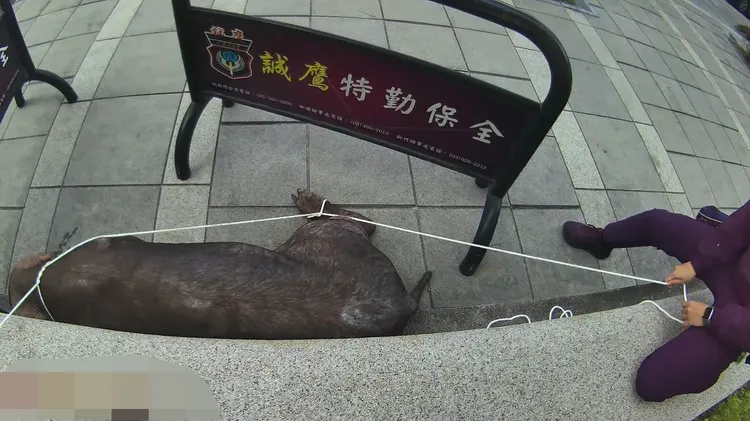 警員制伏黑豬。三峽警分局提供