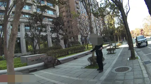 黑豬落跑闖北大特區　三峽警徒手控豬化解危機