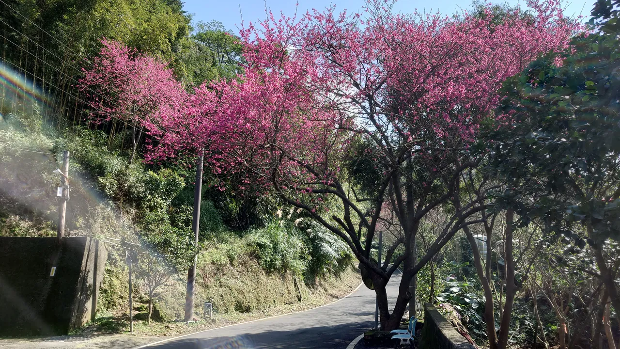 三芝區公所預計於3月在三生步道舉辦櫻花季活動，結合在地青農與藝術家設置櫻花市集，並規劃拔蘿蔔農事體驗、農特產品展售，以及花見櫻花趣小旅行與興華驛站藝文展覽等系列活動。公所提供