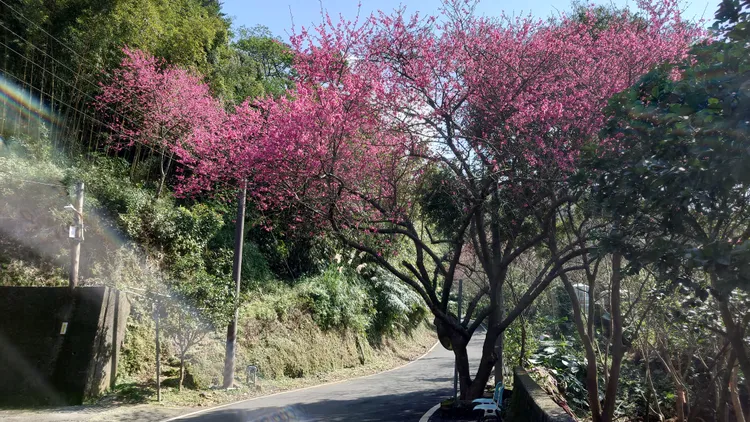 三芝區公所預計於3月在三生步道舉辦櫻花季活動，結合在地青農與藝術家設置櫻花市集，並規劃拔蘿蔔農事體驗、農特產品展售，以及花見櫻花趣小旅行與興華驛站藝文展覽等系列活動。公所提供