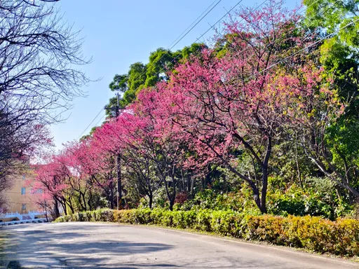 過年賞櫻仙境！　三芝青山路2千棵櫻花綻放迎新春