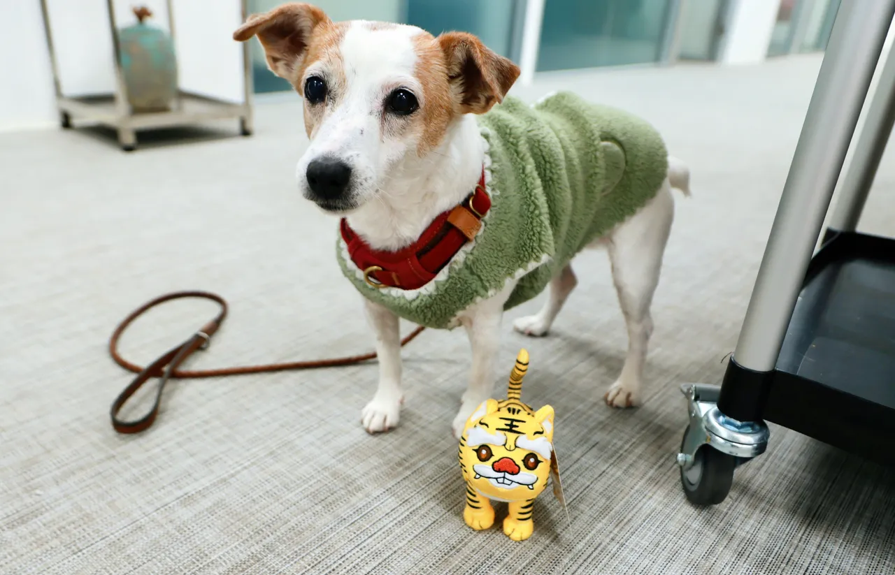 樂樂是退役的搜救犬，曾在台南地震中，深入維冠大樓災區搜尋受困者。蔡英文辦公室提供