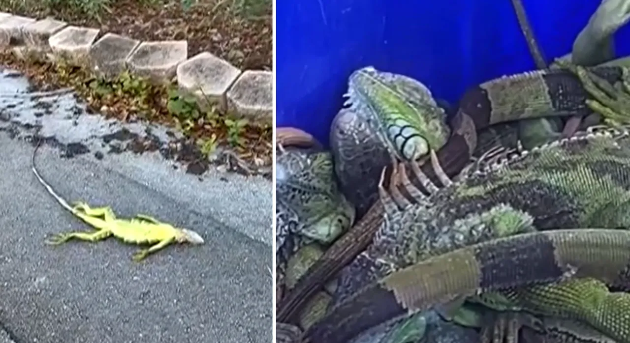 美國佛州近日隨處可見凍僵的綠鬣蜥（左），當地民眾收集後送到魚類與野生動物保育委員會辦公室。翻攝X@WPLG 10 TV