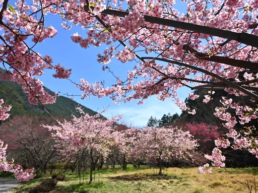 今小年夜熱逾30℃　明天除夕變天！這兩區濕冷連3天
