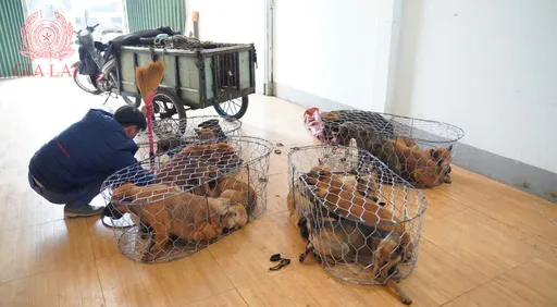 飼主噩夢…5千隻狗都在半夜被偷　警方揭謎團