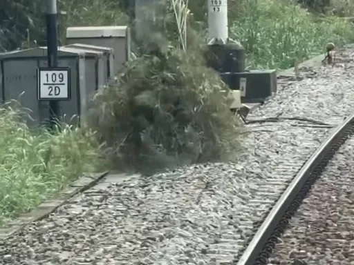 台鐵富里車站鐵道旁出現「移動的草叢」　列車減速警查獲原來是人