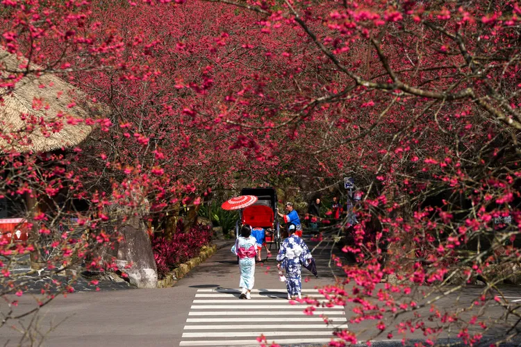 九族文化村園區內栽種超過6000棵櫻花，包含九族百重櫻、富士櫻、吉野櫻，以及全台唯一的「白色戀人」台灣雪櫻。九族文化村提供