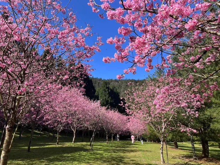 暨南大學校內原有的3000株名貴櫻花，再加上「千櫻園」增植的1200棵櫻花樹，讓視覺景觀更加豐盛。暨南大學提供