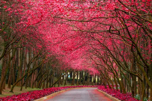 春節賞櫻正著時！日月潭櫻花季盛大登場　九族、暨大相互爭艷