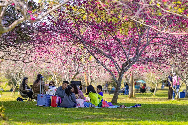 暨南大學櫻花季規畫結合「櫻花、茶道、音樂、咖啡」的系列活動。暨南大學提供