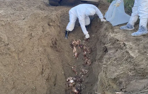 隱匿疫情掩埋死雞照賣蛋　豐康牧場業者、地主遭當庭逮捕聲押