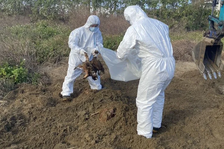 豐康牧場隱瞞疫情被抓包後聲稱在苗栗後龍私有地掩埋1150隻死雞，但連同後龍外埔大批共清出1451隻斃死雞。資料照片