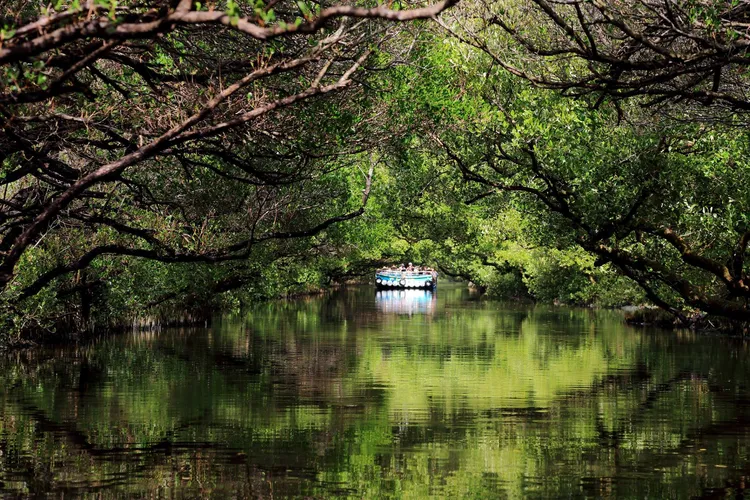四草綠色隧道靜謐美景令人神往。觀旅局提供