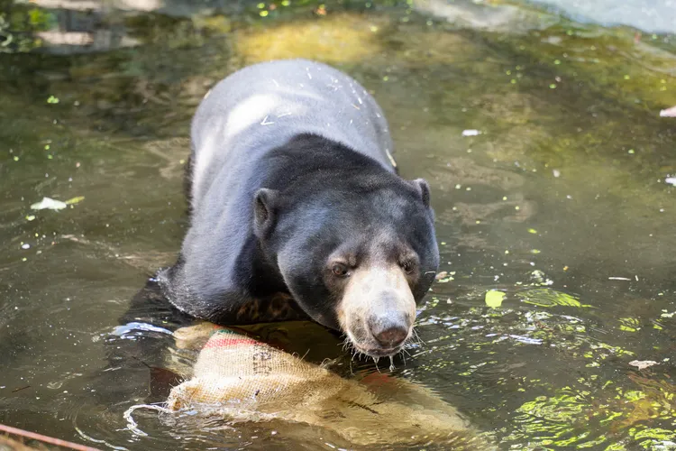 馬來熊喜歡在夏天泡水消暑。台北市立動物園提供