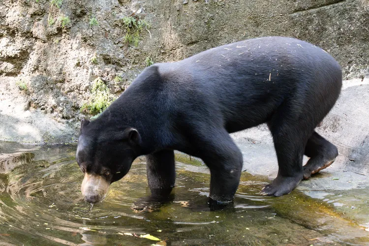 「熊霸」是在園內出生長大的馬來熊。台北市立動物園提供