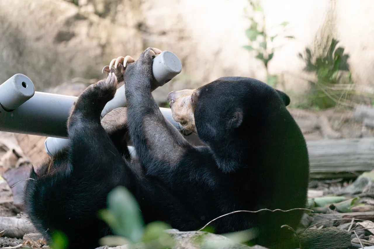 豐富化玩具提升馬來熊的活動量與生活刺激。台北市立動物園提供