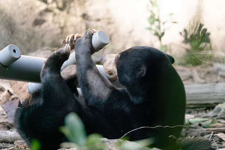 豐富化玩具提升馬來熊的活動量與生活刺激。台北市立動物園提供